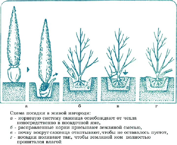 Схема посадки в живой изгороди