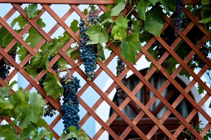 Частым украшением дачных заборов является виноград
