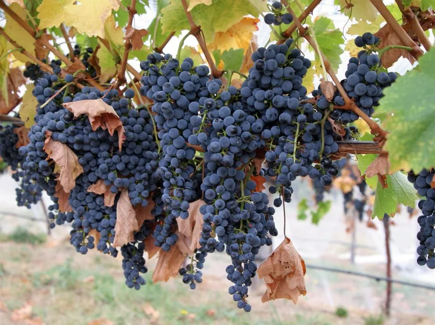 Виноград Амурский прорыв не только украсит участок, но и принесет вкусные плоды