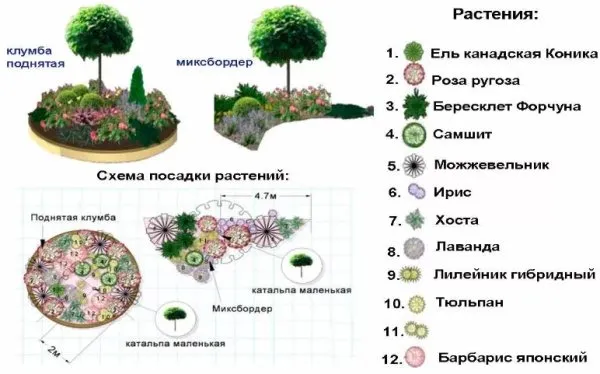 Миксбордер из хвойных и кустарников. Схемы, план-проекты, фото