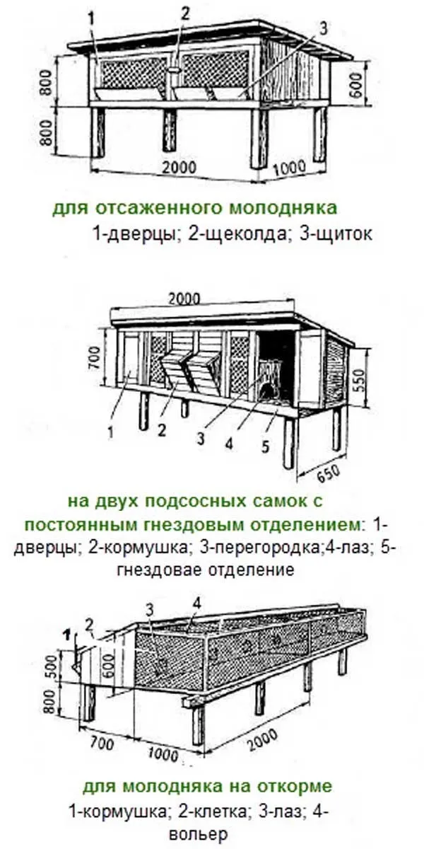 3 типа клетки для разных по величине и полу особей