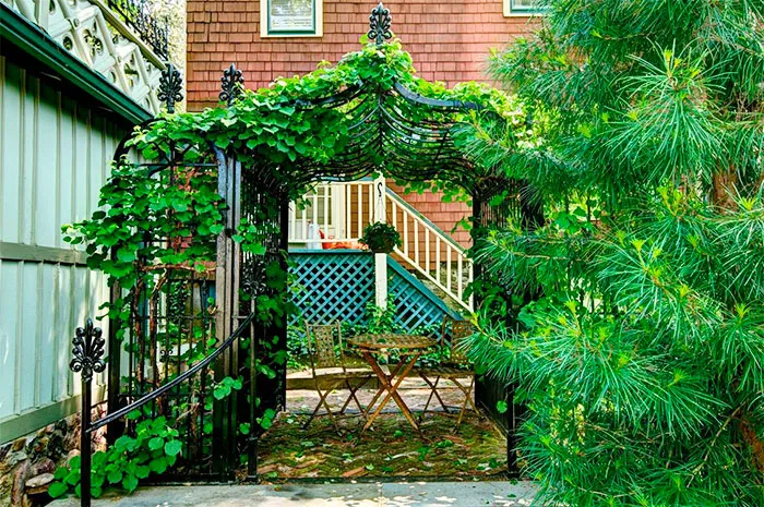 Летний навес покрытый вьющимися растениями