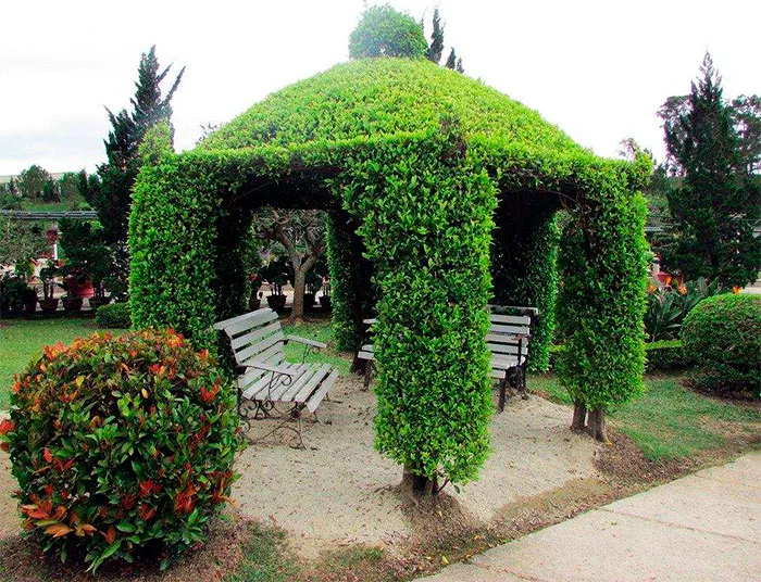 Живая беседка