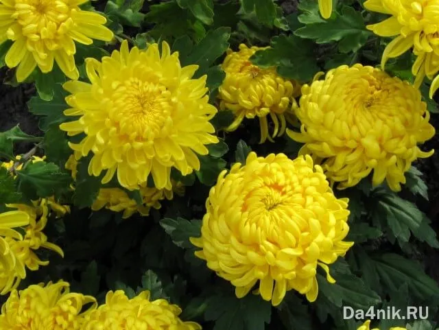 Красивые желтые многолетние цветы для дачи и сада