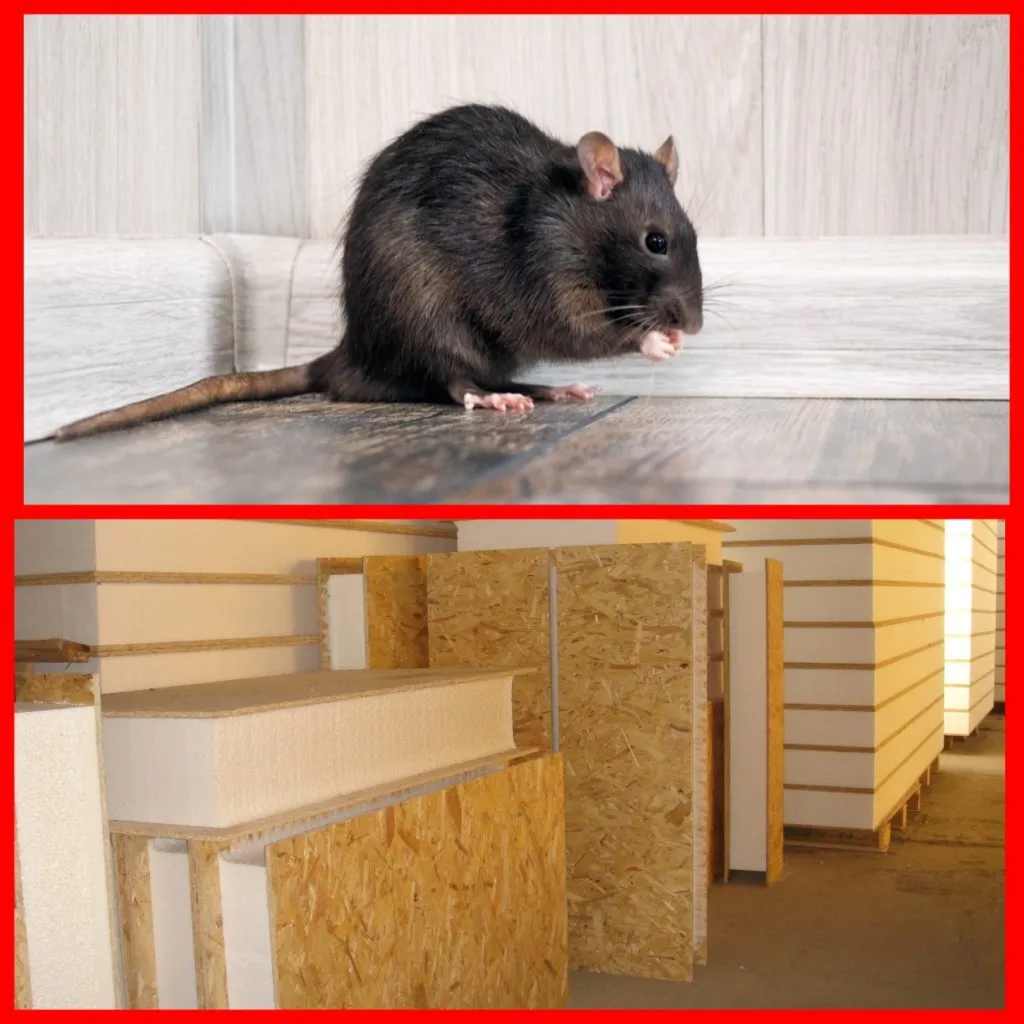 Грызуны в сип домах