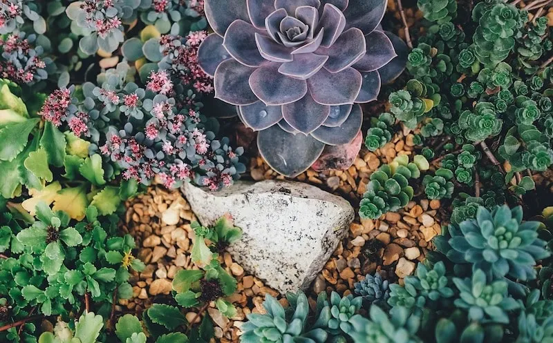 Низкорослые суккуленты рекомендуется высаживать у подножия алпинария