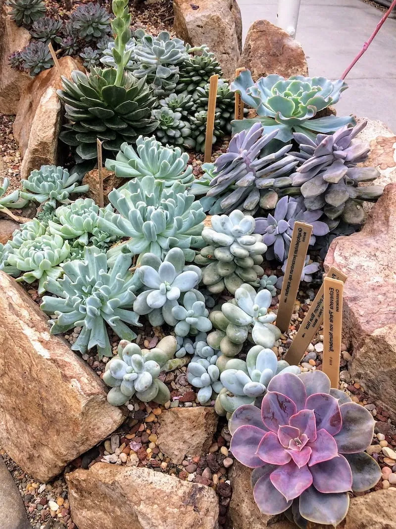 Красивый альпинарий придаст вашему участку эстетическую завершенность