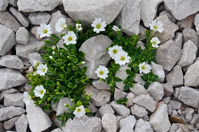 Грамотно организованный альпинарий выглядит прекрасно даже с минимальным количеством цветов