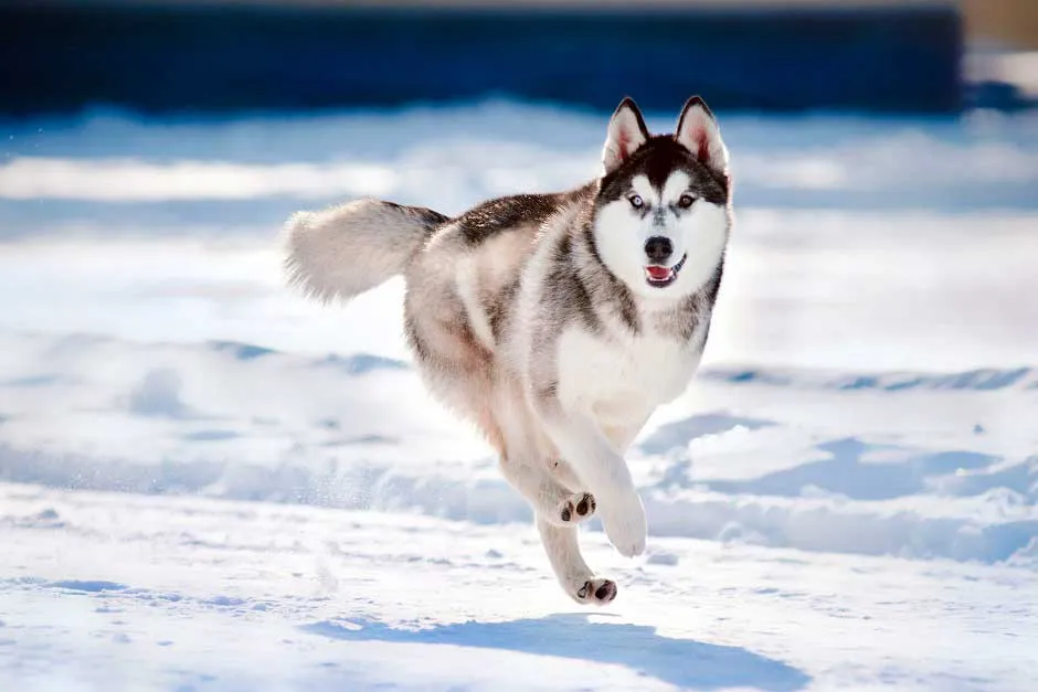 сибирский хаски собака фото