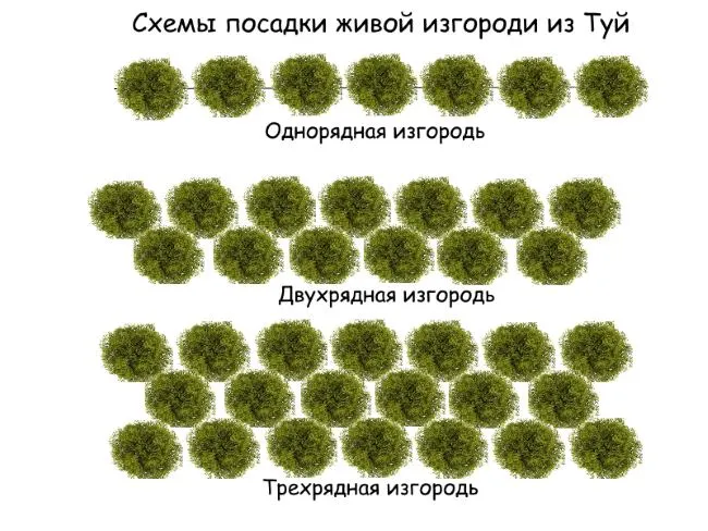 Схемы посадки живой изгороди из туй