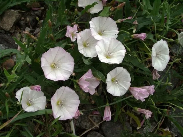 Вьюнок двувершинный (Convolvulus bicuspidatus)