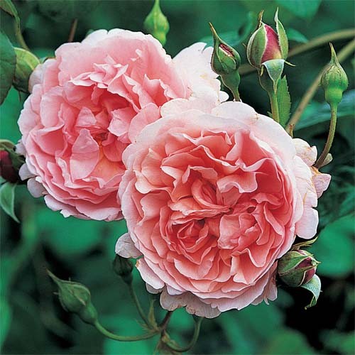 Роза Strawberry Hill (Строберри Хилл Роза Strawberry Hill (Строберри Хилл
