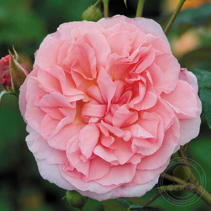 Rosa Strawberry Hill Rosa Strawberry Hill