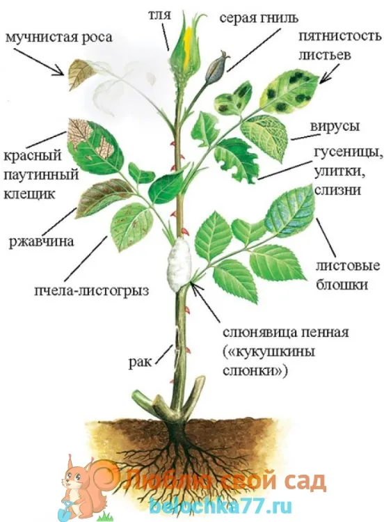 Общая схема размещения вредителей 