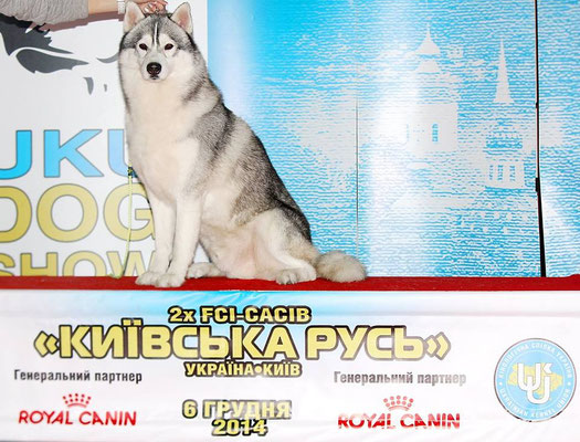 Сибирский Хаски - Стандарт FCI № 270 Сибирский Хаски - Стандарт FCI № 270