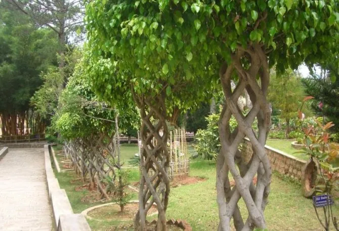 Какие деревья лучше сажать перед домом во дворе?