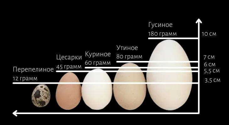 График яиц разных птиц