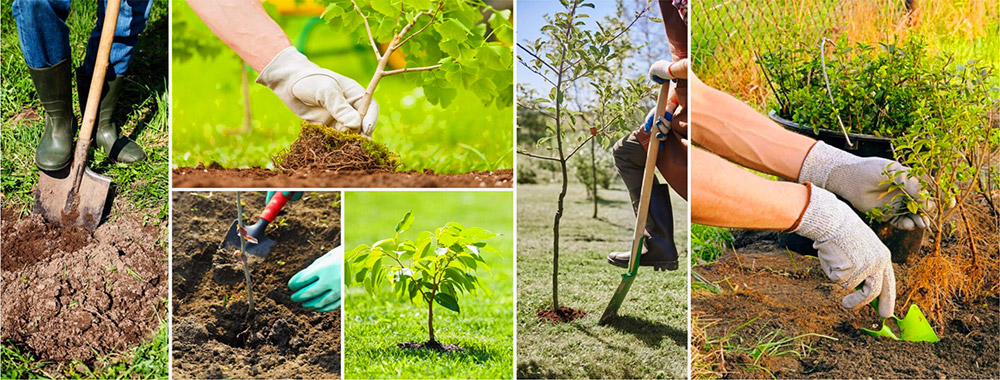 Как посадить саженцы плодовых деревьев