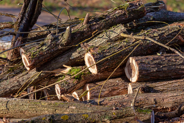 Сбор валежника: что разрешено выносить Сбор валежника: что разрешено выносить