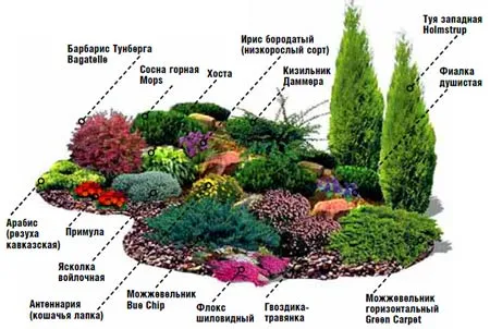 растения для горки растения для горки