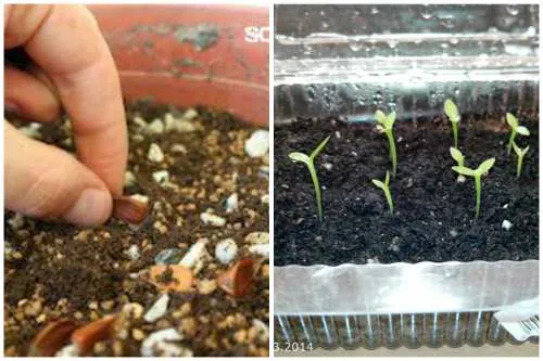 Выращивание из семян