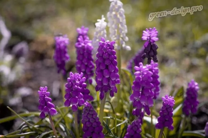 Фиолетовые многолетники в саду: мускари
