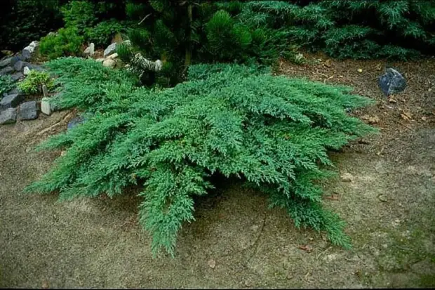 Можжевельник Juniperus sabina Rockery Gem С2-3.86