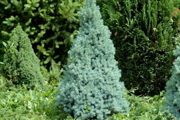 68oych- сизая Сандерс Блю (Picea glauca Sander's Blue)