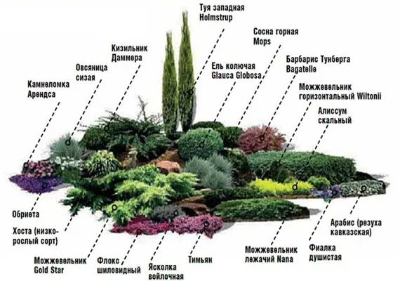 растения для рокария