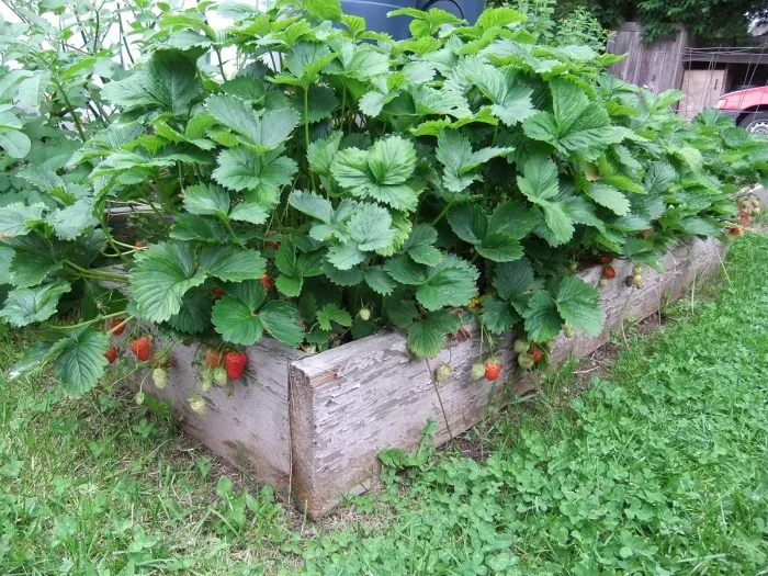 Еще один достаточно оригинальный способ выращивания вкусных ягод. /Фото: howtogrowfoods.com
