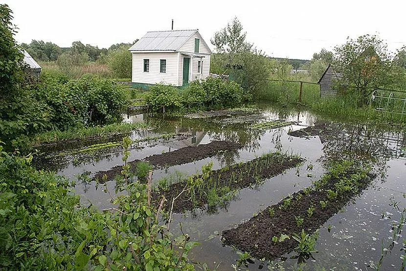 Если на участке скапливается вода, его необходимо осушить Если на участке скапливается вода, его необходимо осушить
