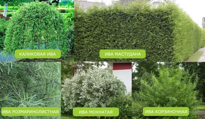 Разновидности ивы